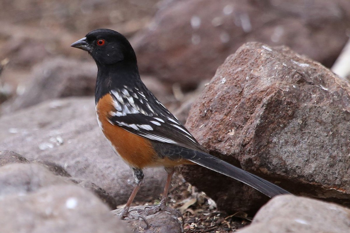 Spotted Towhee - Greg Page