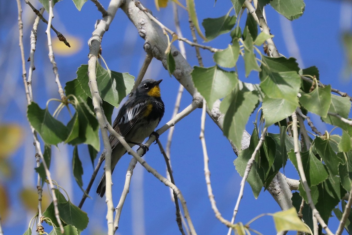 Yellow-rumped Warbler (Audubon's) - Sandi Templeton