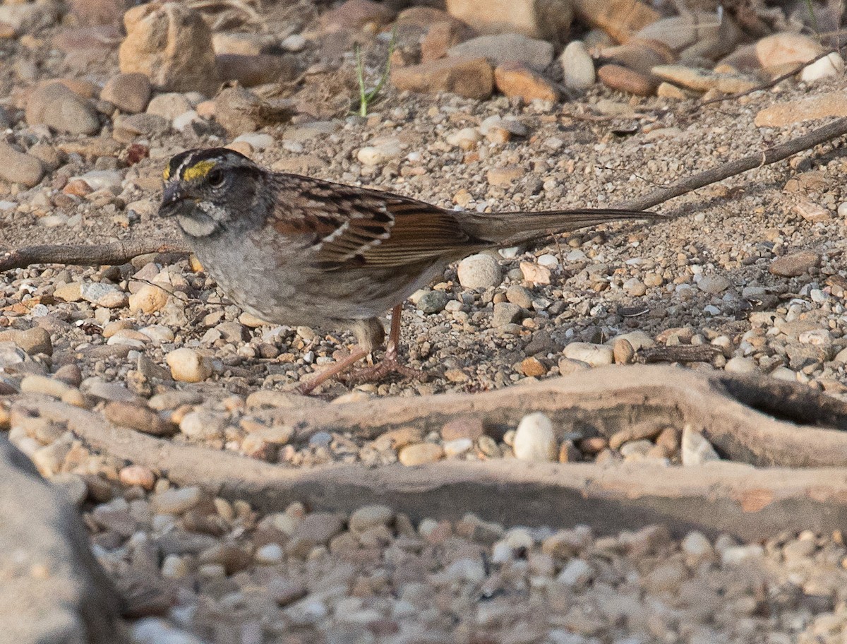 White-throated Sparrow - Lynette Spence