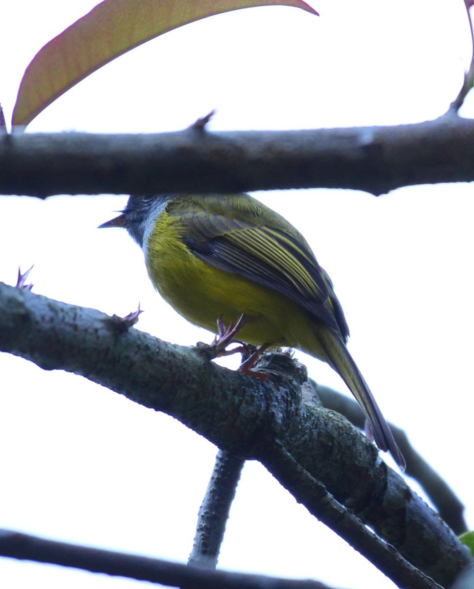 Gray-headed Canary-Flycatcher - Premchand Reghuvaran