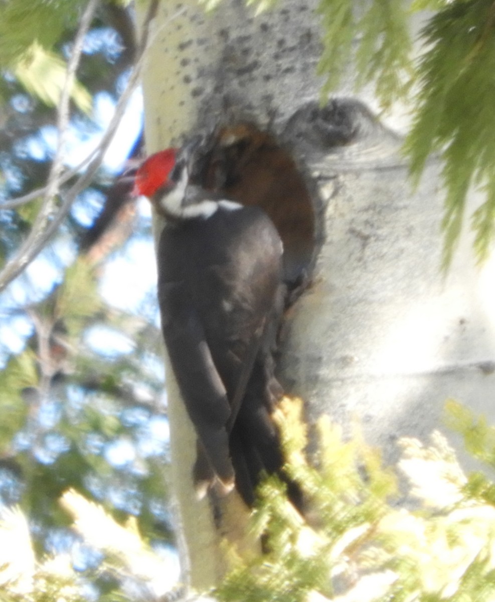 Pileated Woodpecker - ML151944021