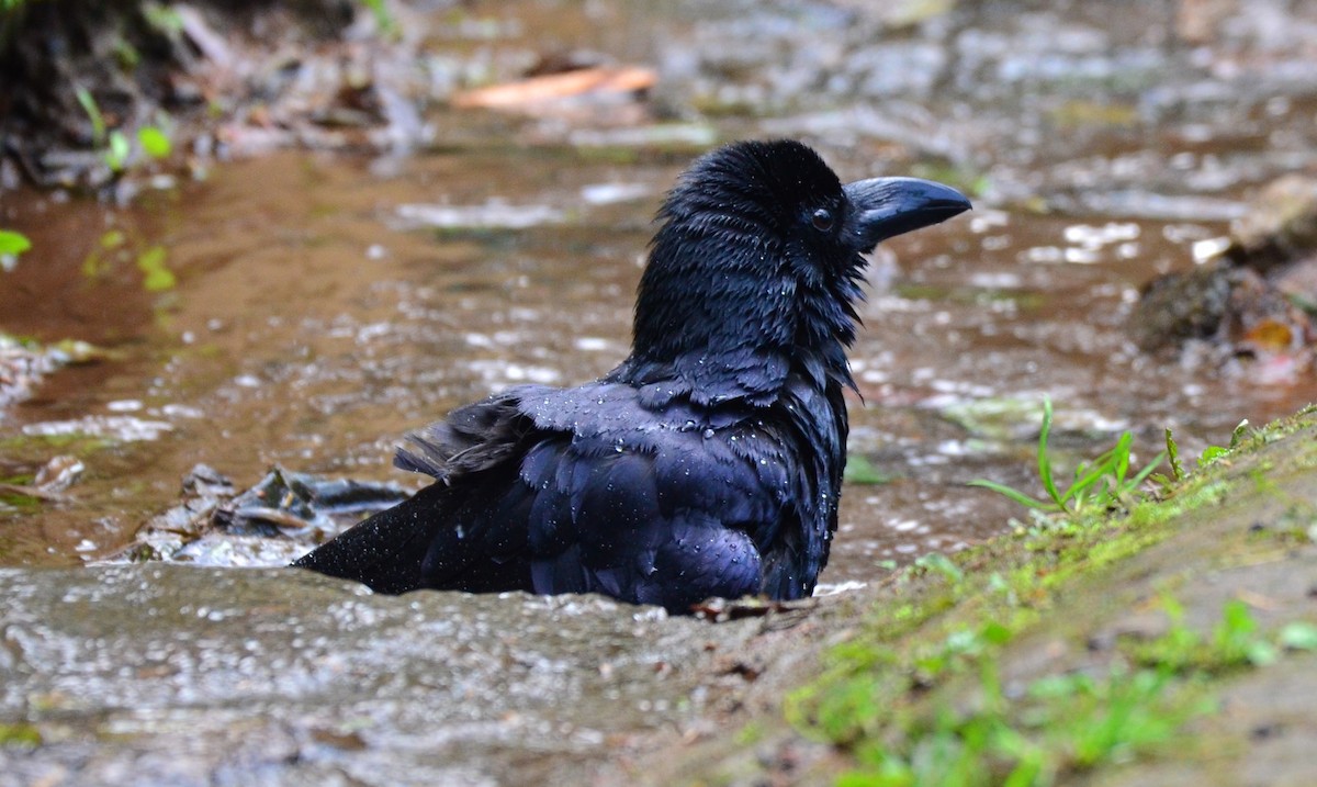Large-billed Crow (Indian Jungle) - Premchand Reghuvaran