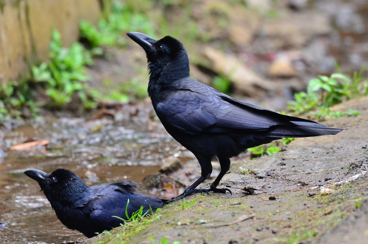 Large-billed Crow (Indian Jungle) - Premchand Reghuvaran