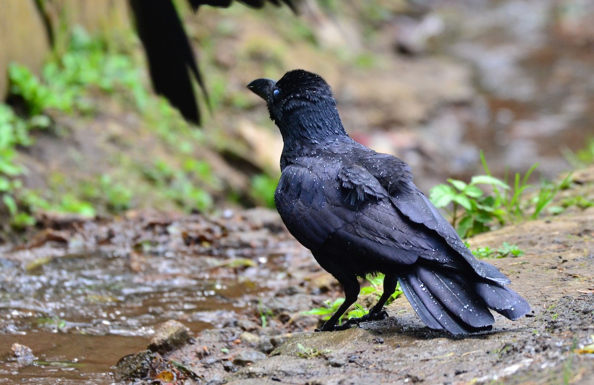 Large-billed Crow (Indian Jungle) - ML151944241