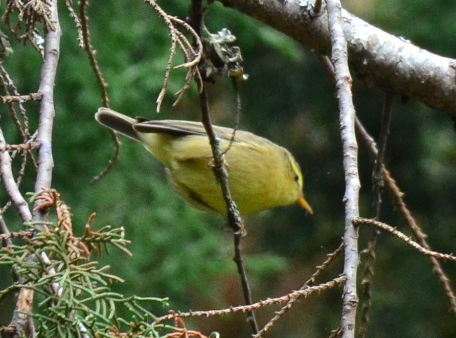 Tickell's Leaf Warbler (Tickell's) - Premchand Reghuvaran