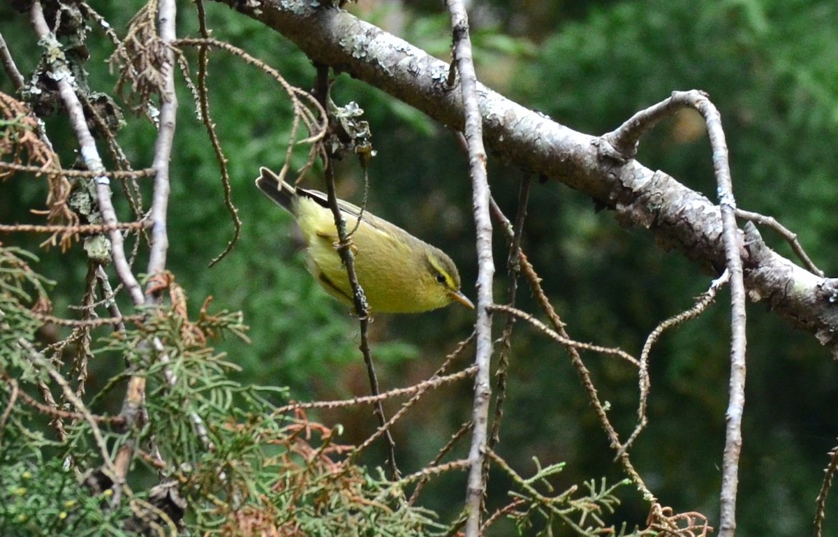 Tickell's Leaf Warbler (Tickell's) - Premchand Reghuvaran