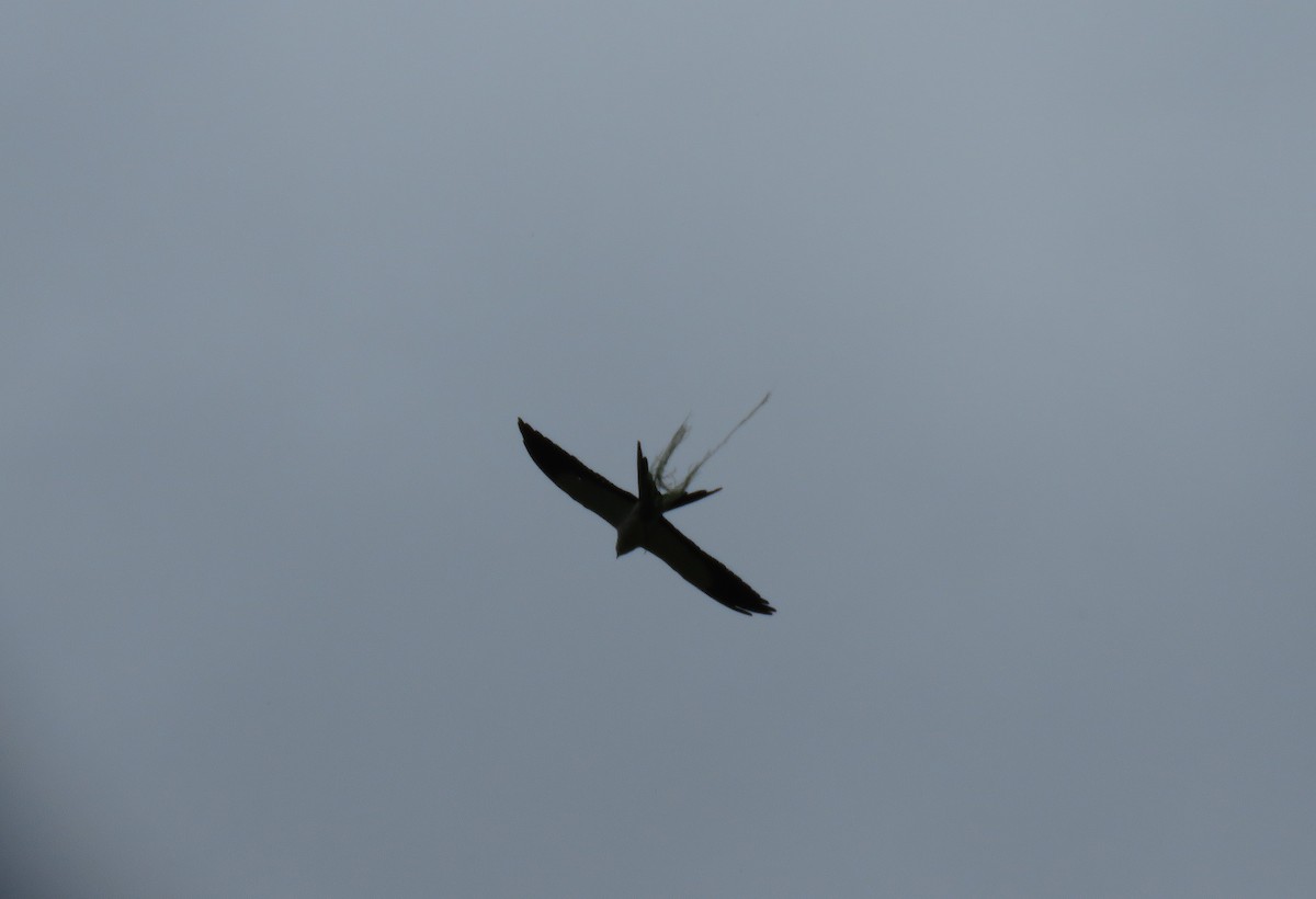 Swallow-tailed Kite - ML151944731