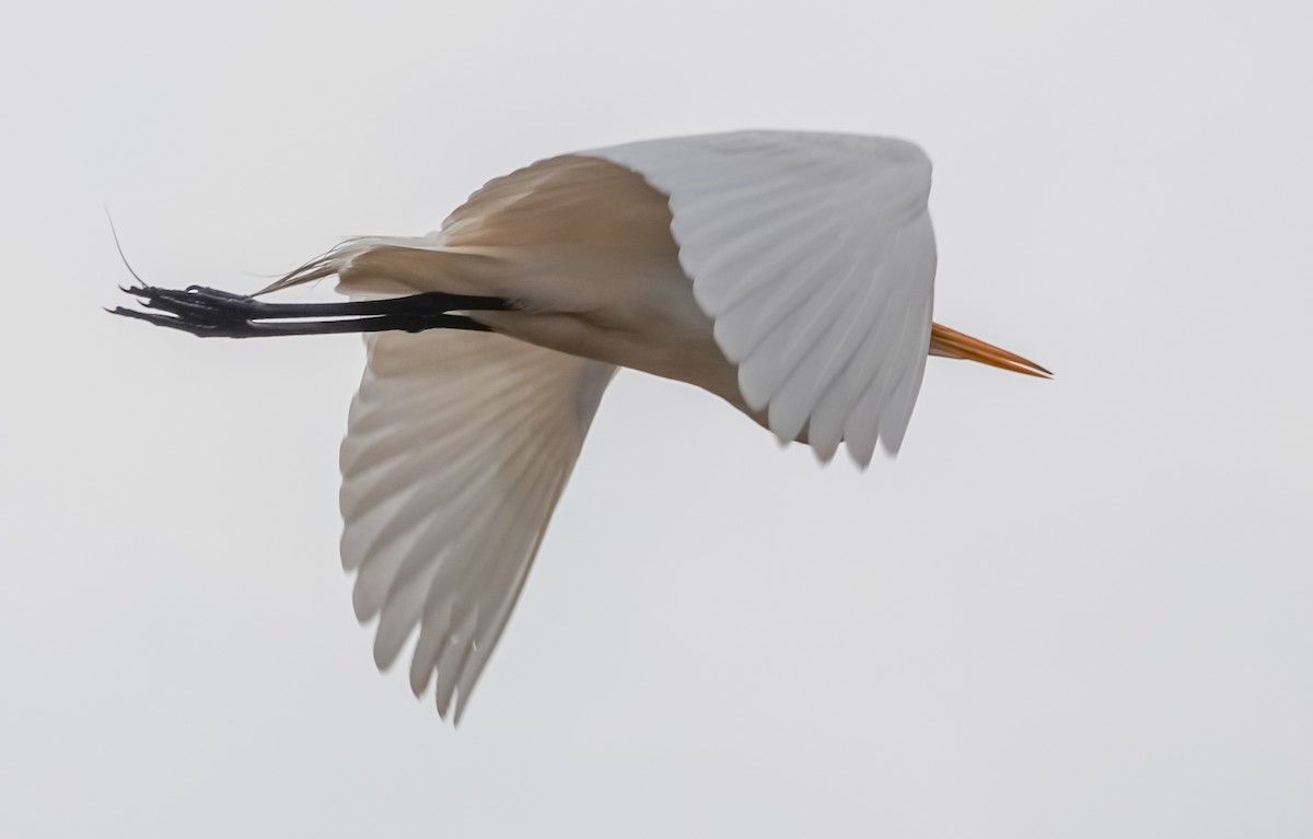 Great Egret - Gale VerHague