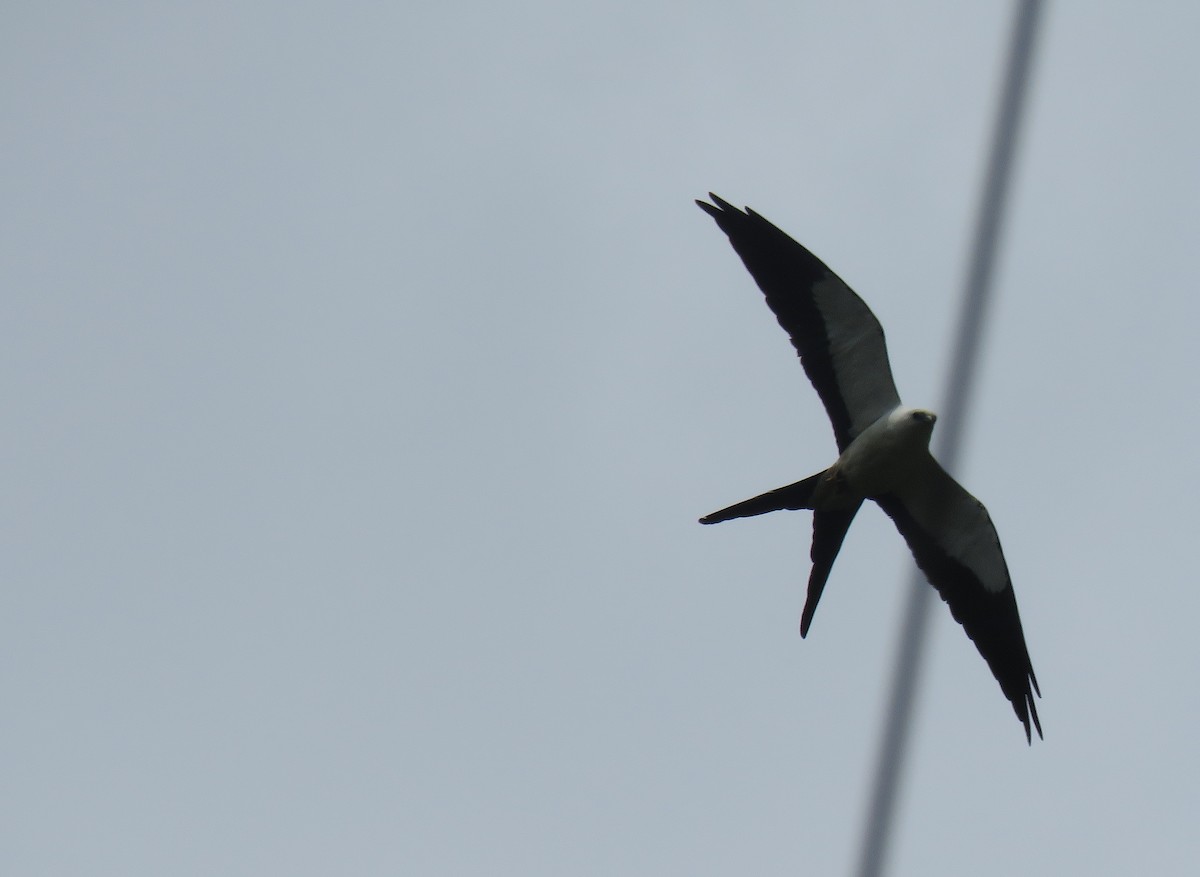 Swallow-tailed Kite - ML151944881