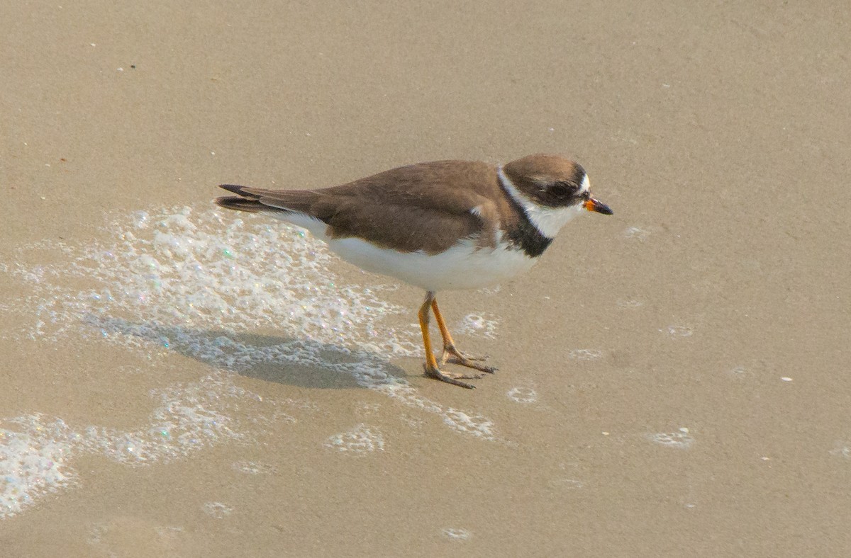Semipalmated Plover - David Whipple