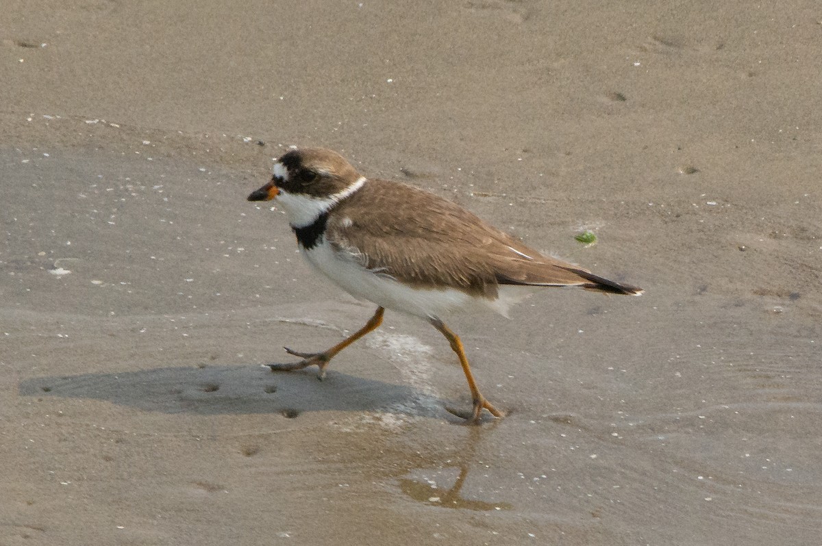 Semipalmated Plover - David Whipple
