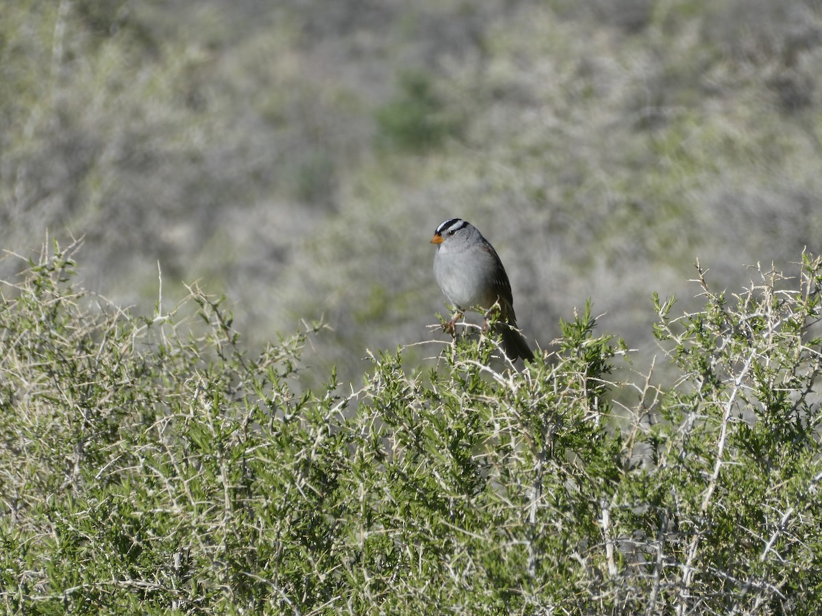 White-crowned Sparrow - ML151945561