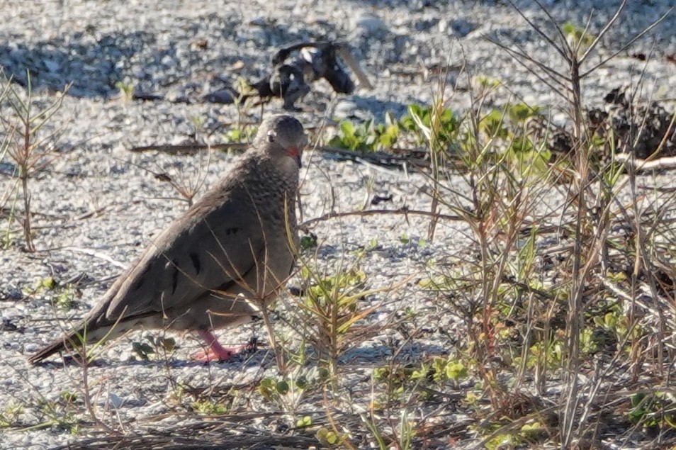 Common Ground Dove - Russ  And Theresa