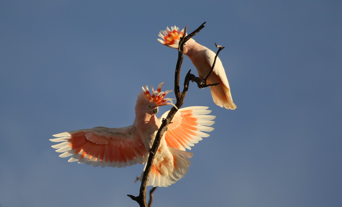 Pink Cockatoo - Stuart Kelly
