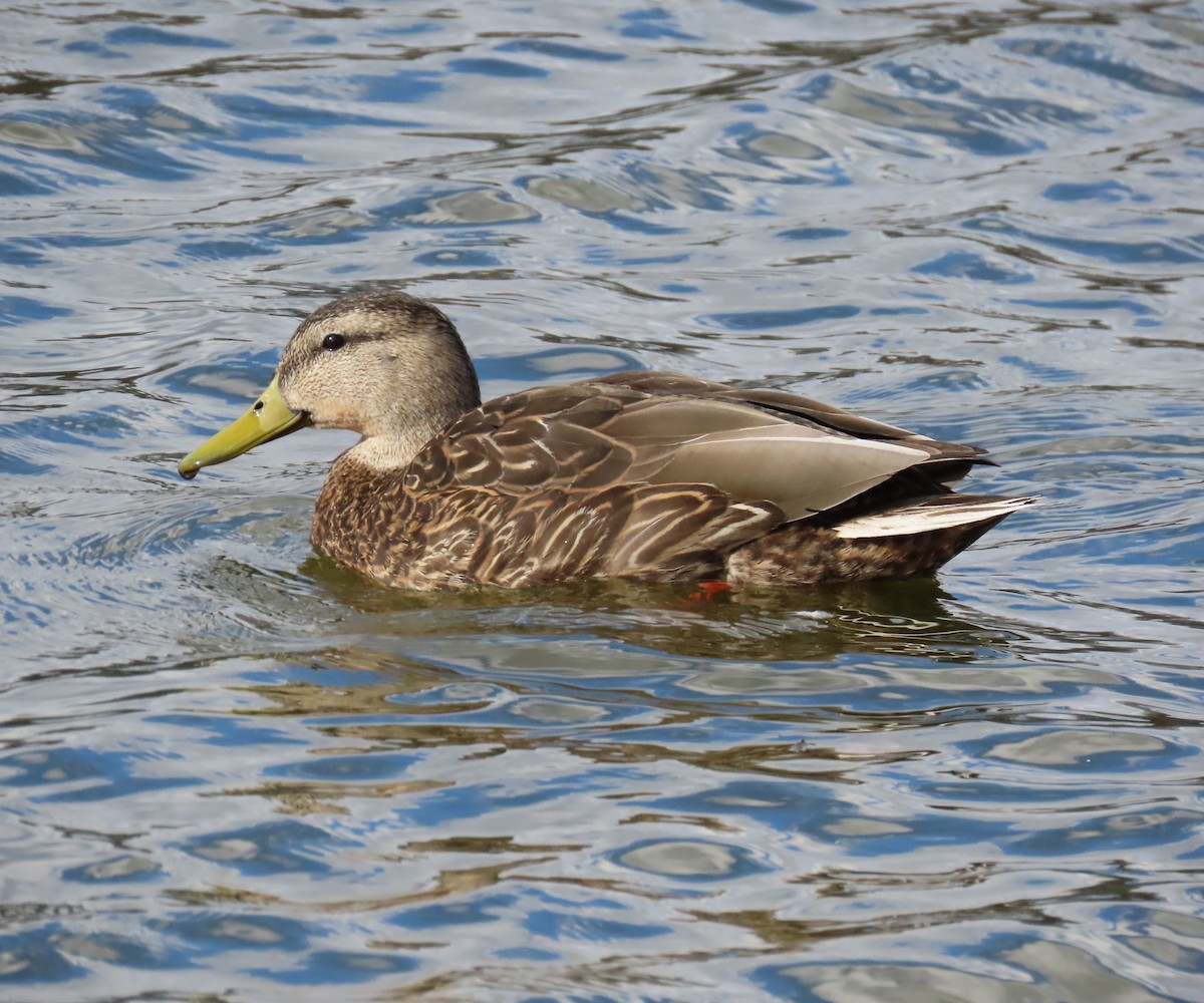 Mexican Duck - ML151949801