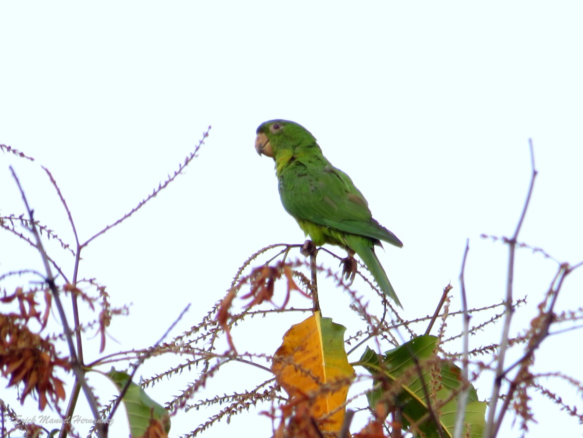 Green/Pacific Parakeet - Erick Hernandez