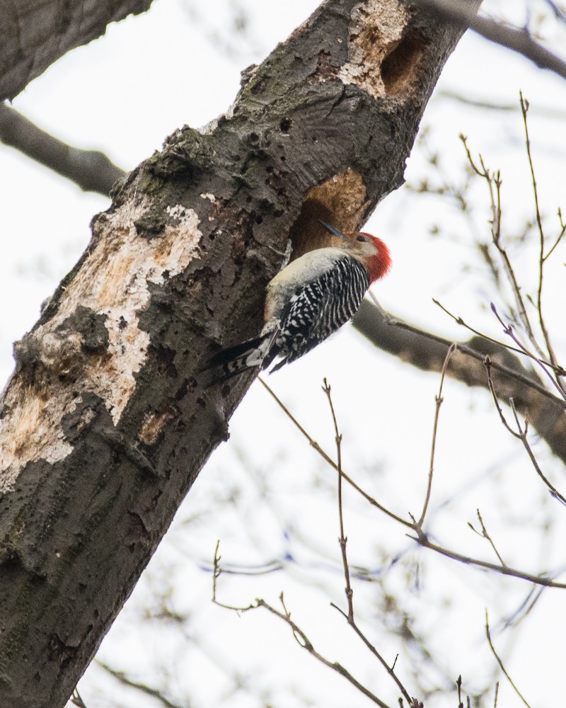 Red-bellied Woodpecker - JW  Mills