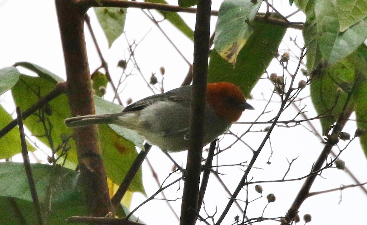 Fulvous-headed Tanager - ML151950741