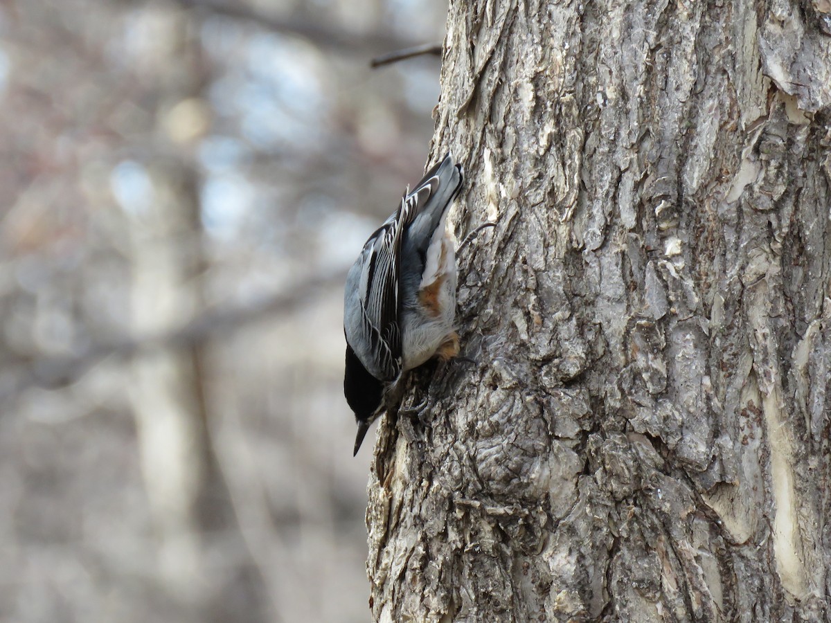 White-breasted Nuthatch - Jonah Tamez