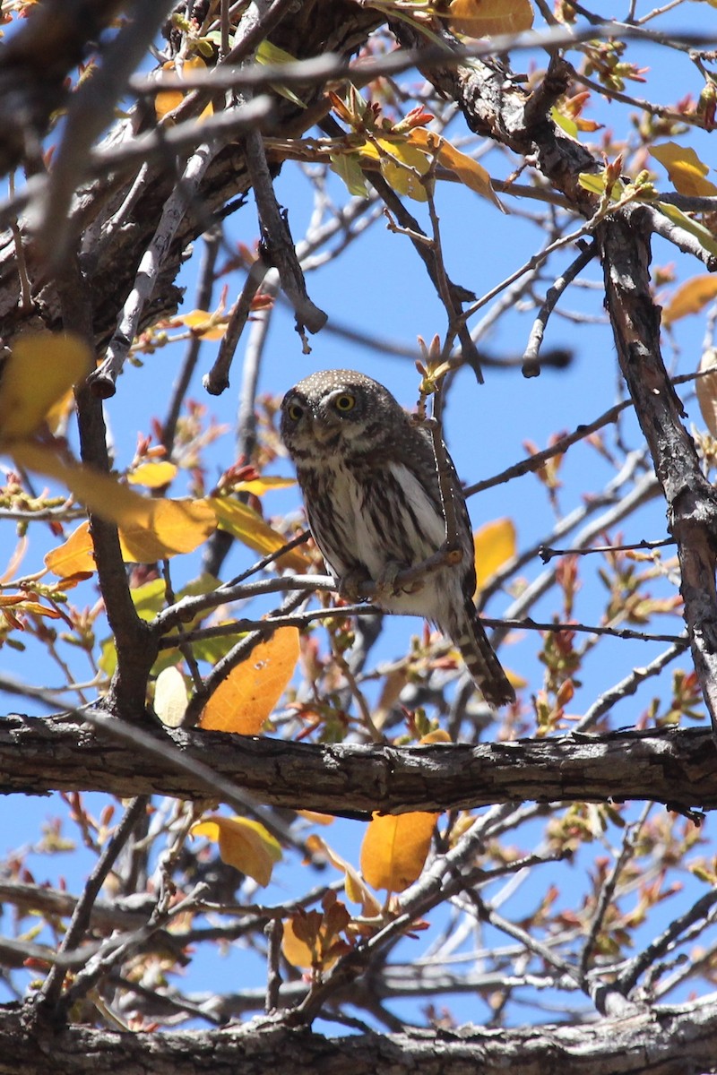 Northern Pygmy-Owl - Oliver Lindhiem