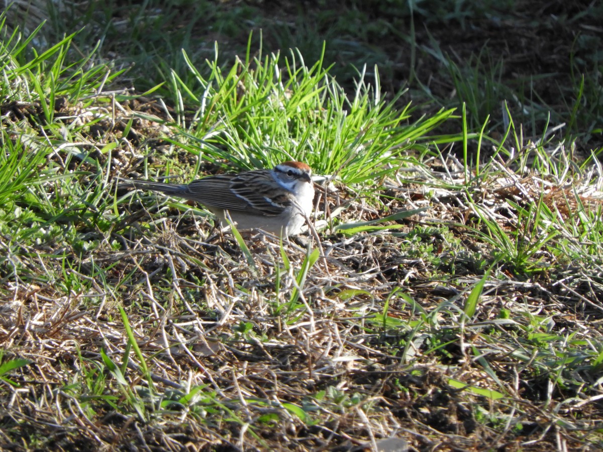 Chipping Sparrow - Laura Markley