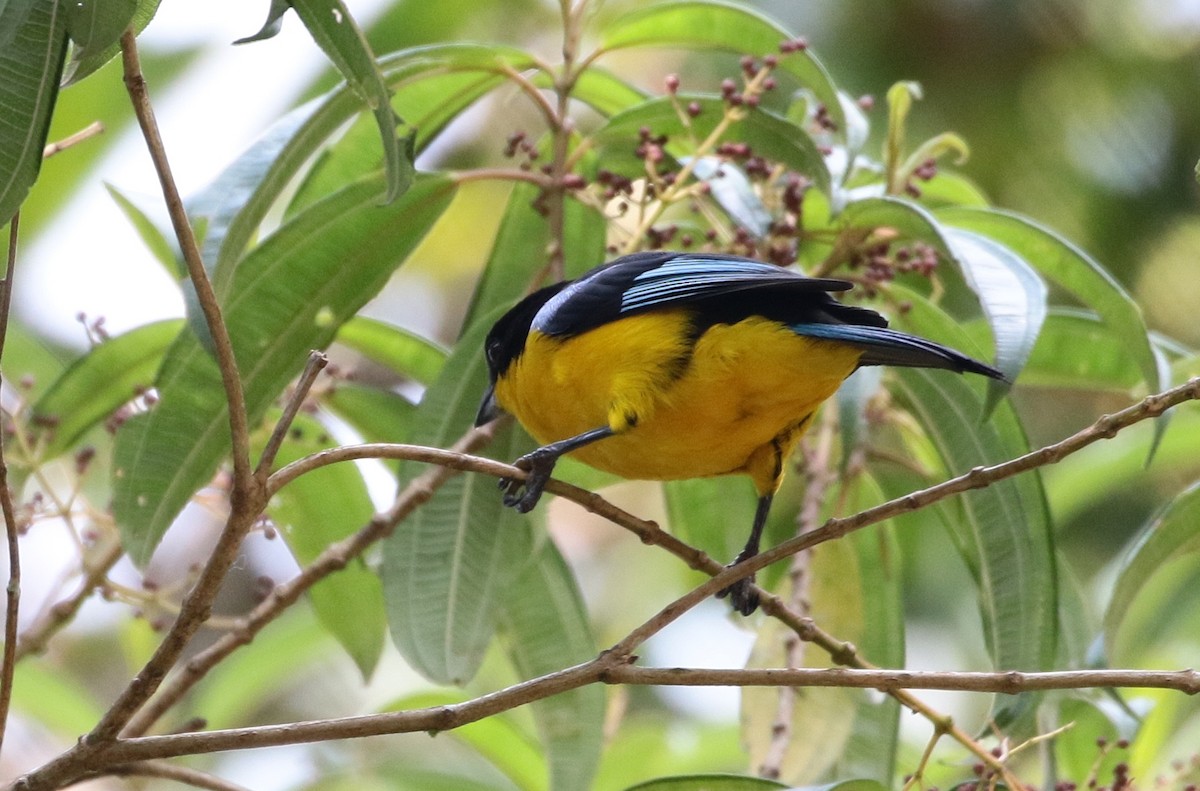 Blue-winged Mountain Tanager - ML151951011