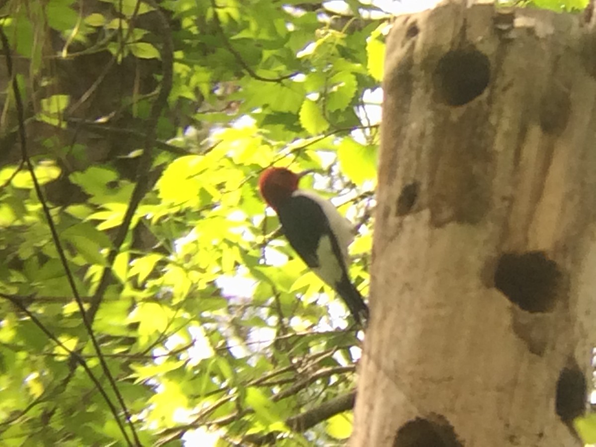 Red-headed Woodpecker - Frederick Kelley