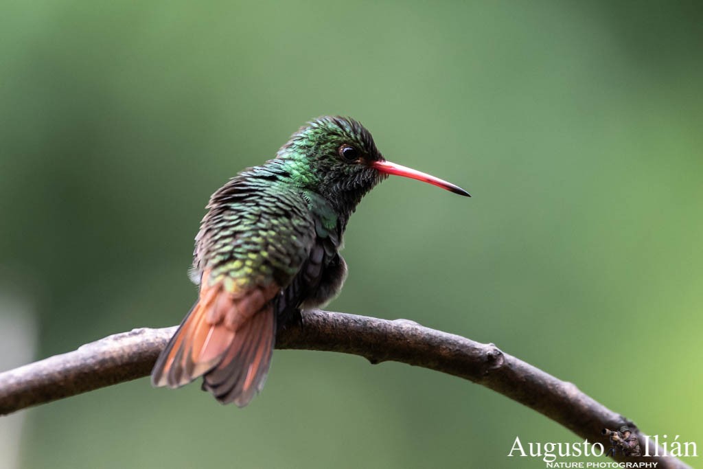Rufous-tailed Hummingbird - Augusto Ilian
