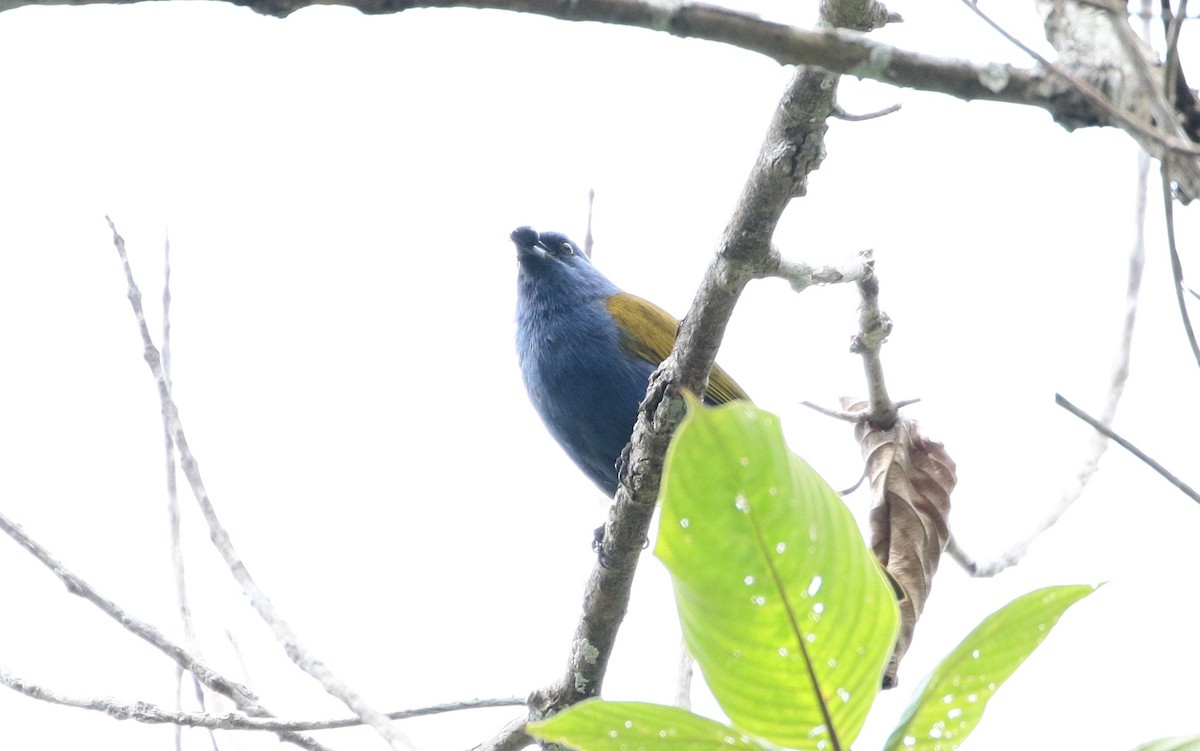 Blue-capped Tanager - ML151951381