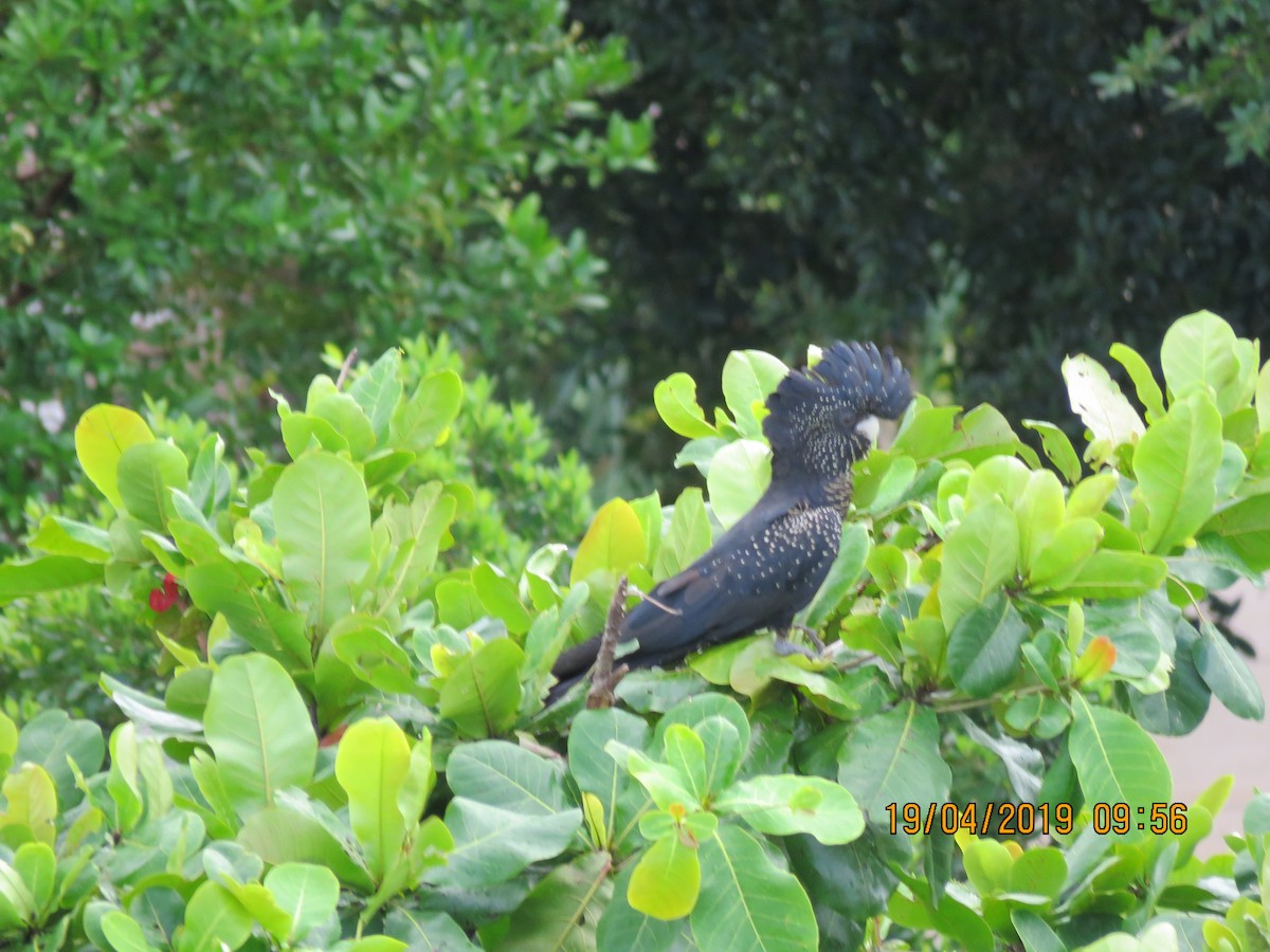 Red-tailed Black-Cockatoo - ML151952511