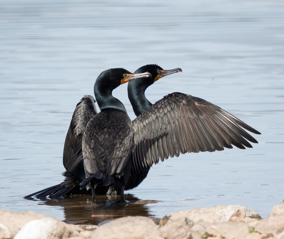Double-crested Cormorant - Tom Wilberding
