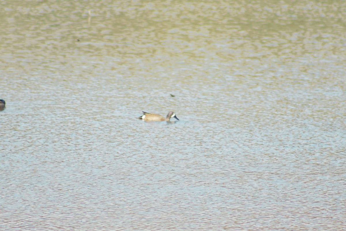 Blue-winged Teal - Ted Keen
