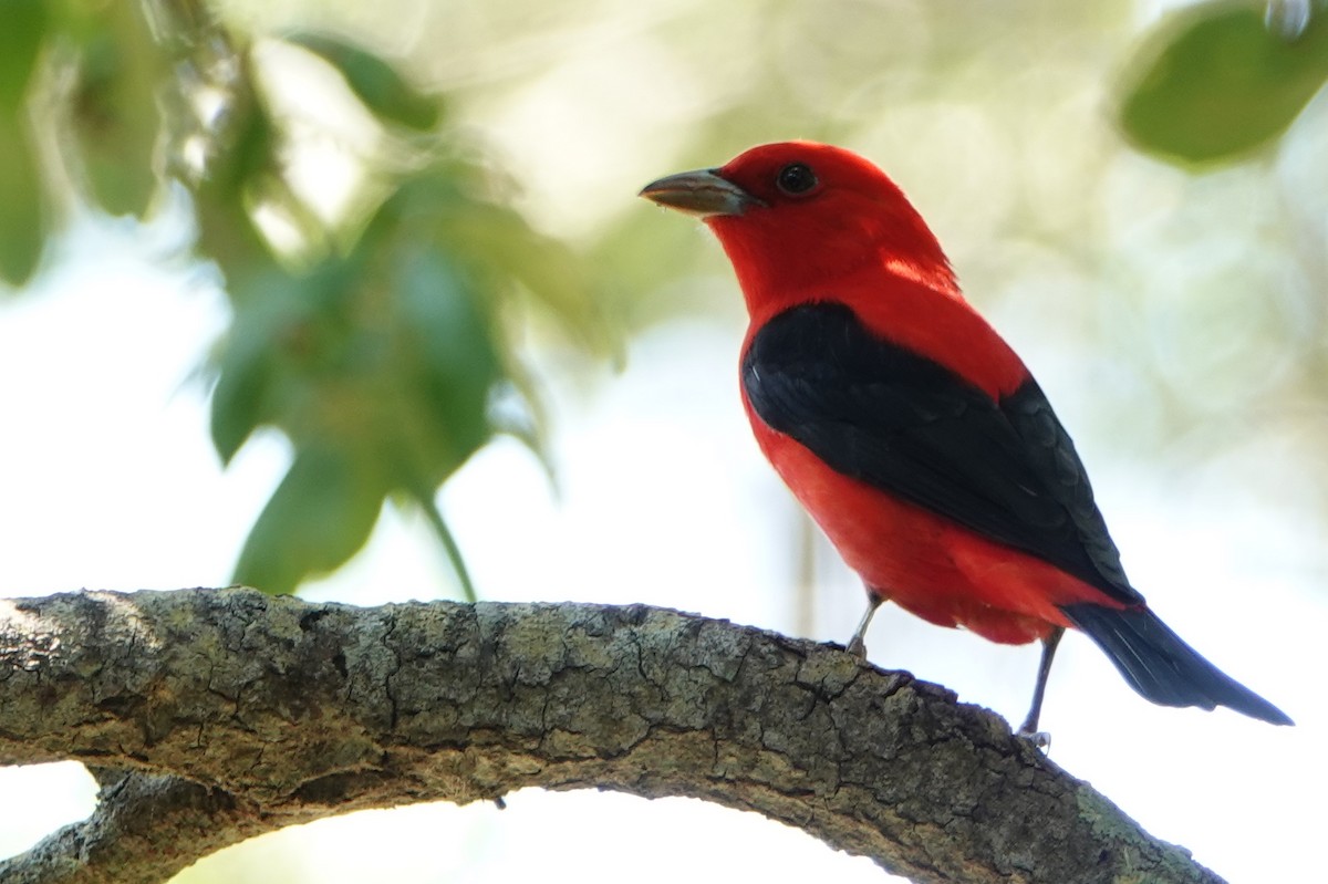 Scarlet Tanager - Russ  And Theresa