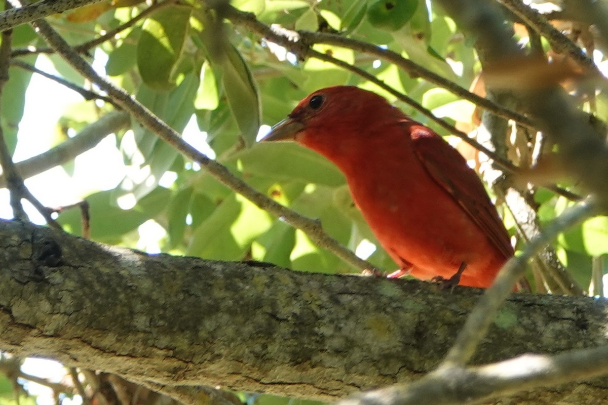 Summer Tanager - Russ  And Theresa