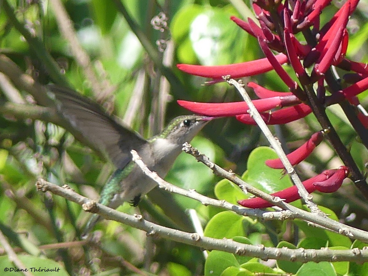 Ruby-throated Hummingbird - Diane Thériault