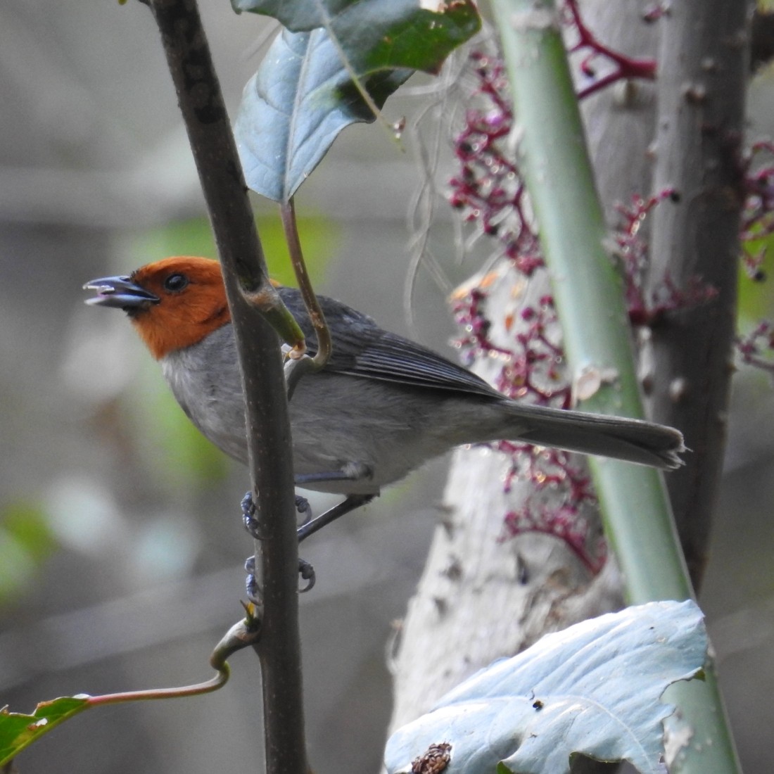 Fulvous-headed Tanager - ML151953541