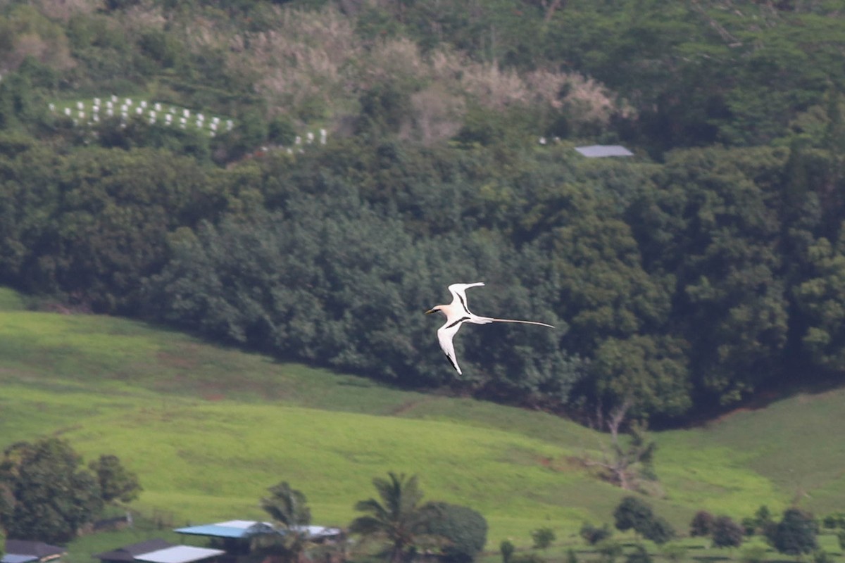 White-tailed Tropicbird - Jen Sanford