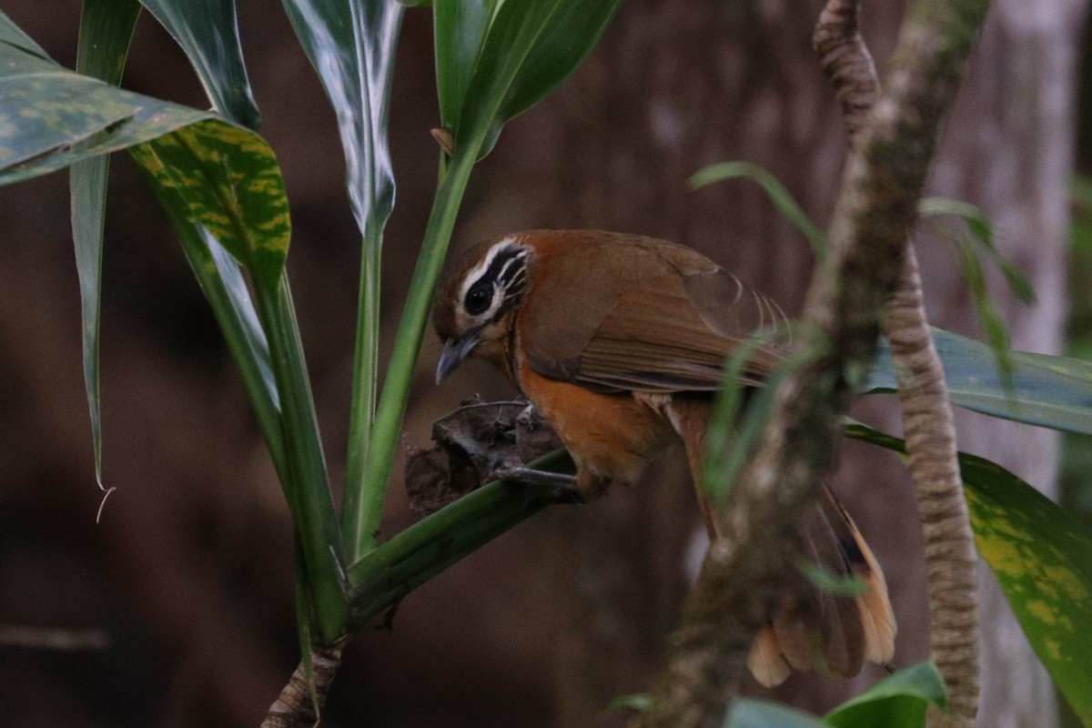 Greater Necklaced Laughingthrush - Jen Sanford