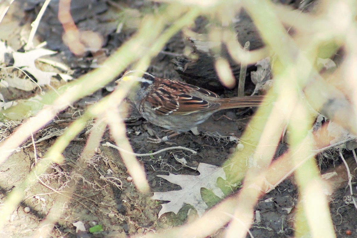 White-throated Sparrow - Ted Keen