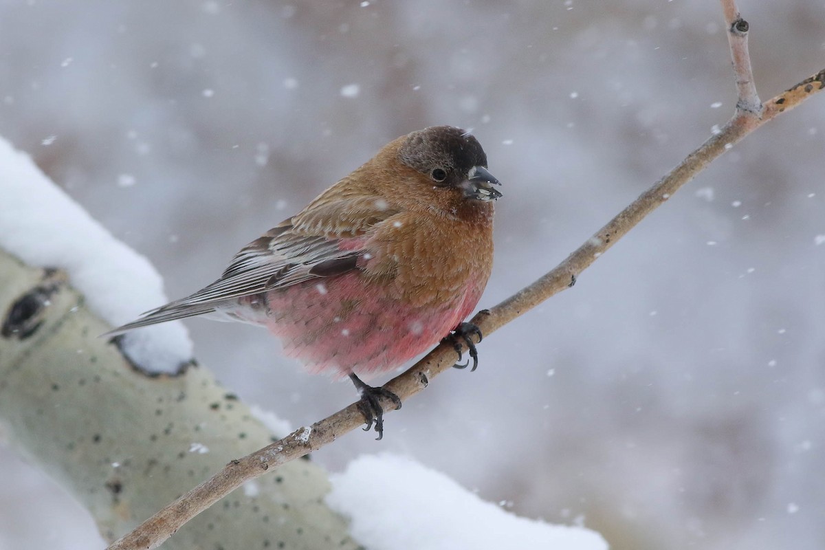 Brown-capped Rosy-Finch - ML151953981