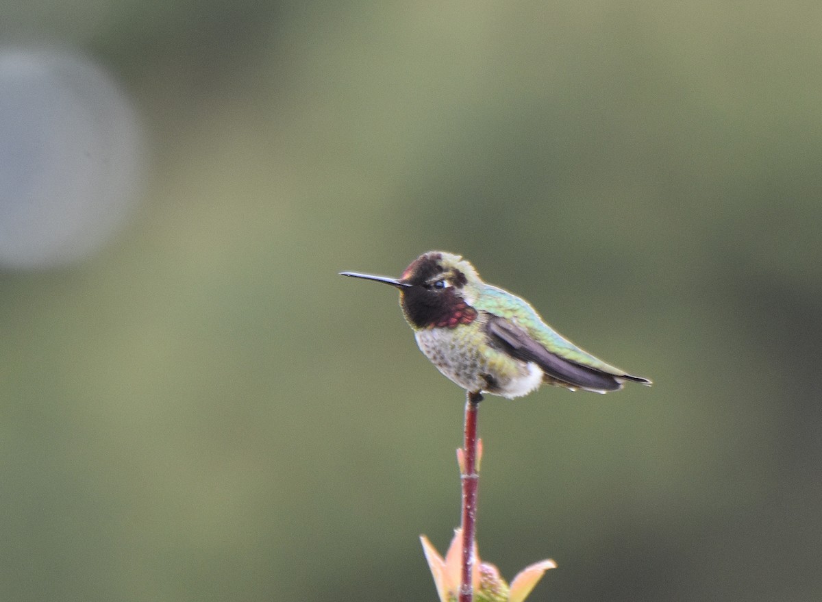 Anna's Hummingbird - Carol Riddell