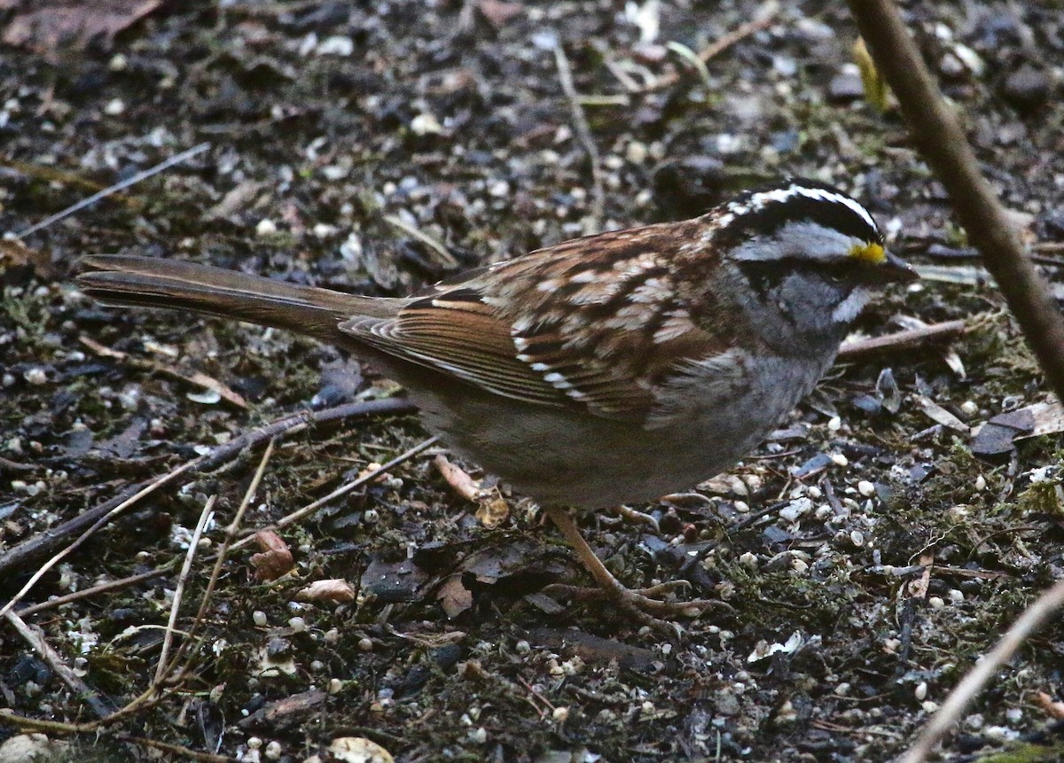 White-throated Sparrow - Kathleen Stuby