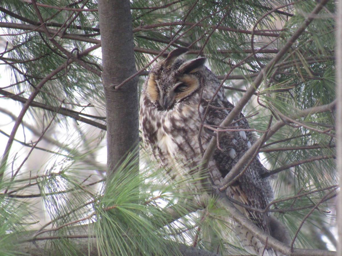 Long-eared Owl - John Coyle