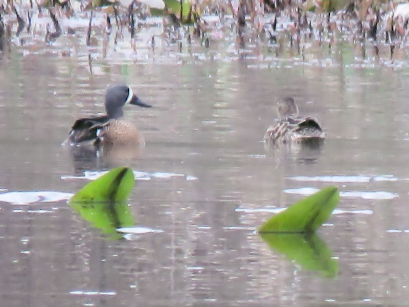 Blue-winged Teal - Dean Newhouse