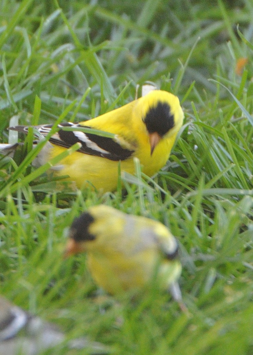 American Goldfinch - Barbara Peck