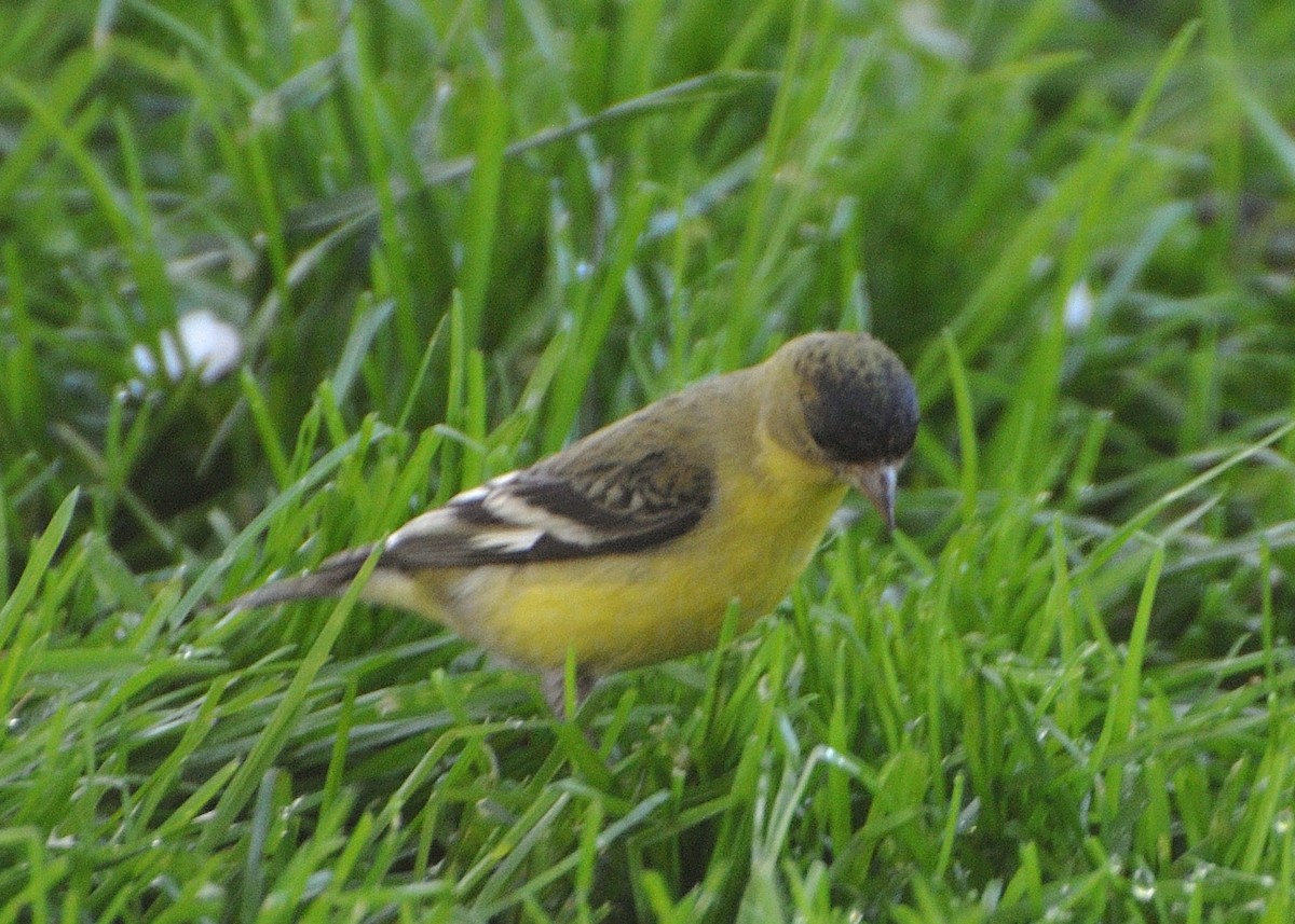 Lesser Goldfinch - Barbara Peck