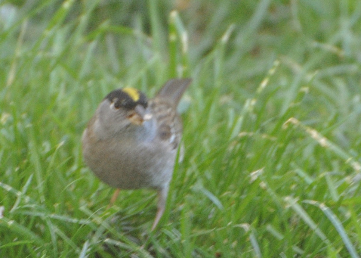 Golden-crowned Sparrow - Barbara Peck