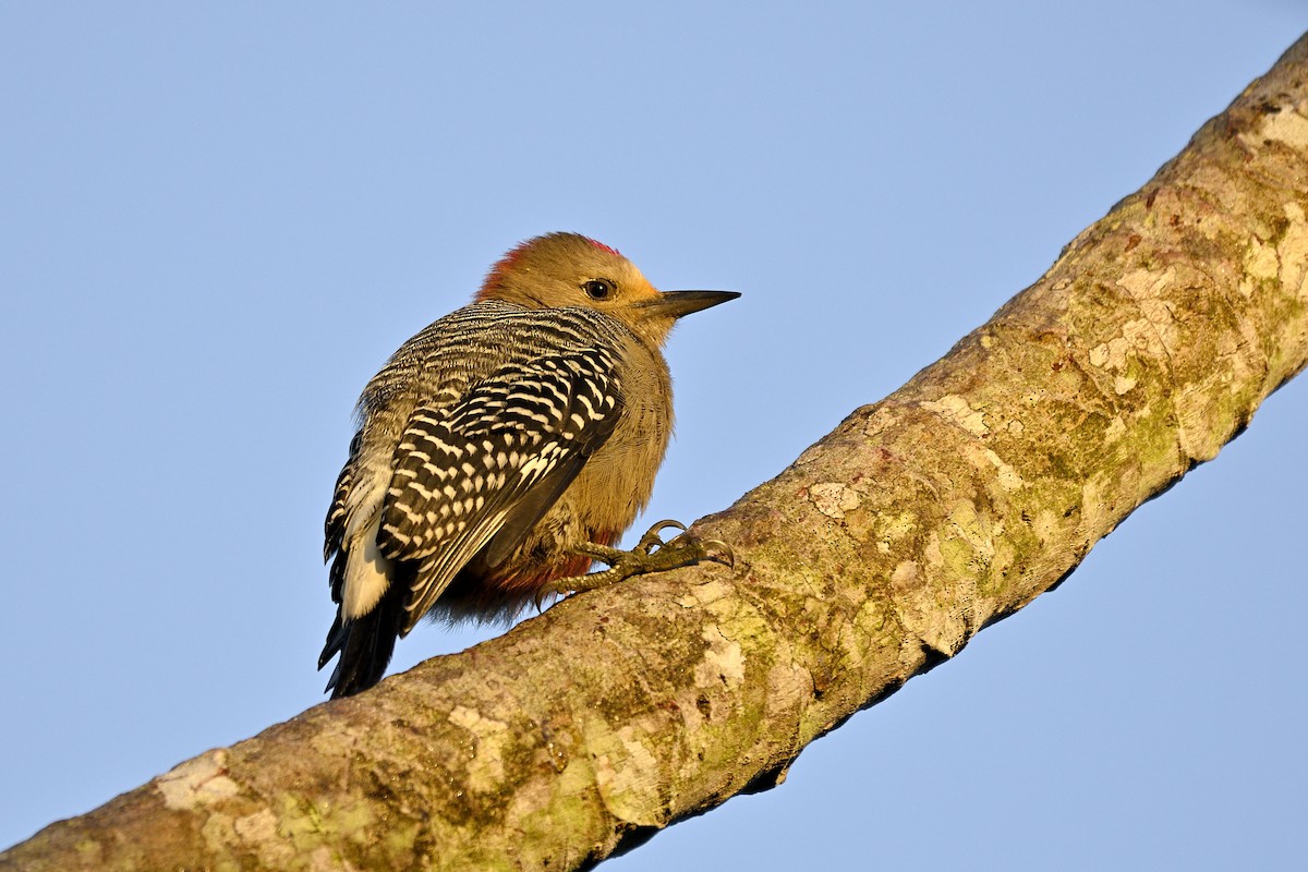 Yucatan Woodpecker - Luis Guillermo
