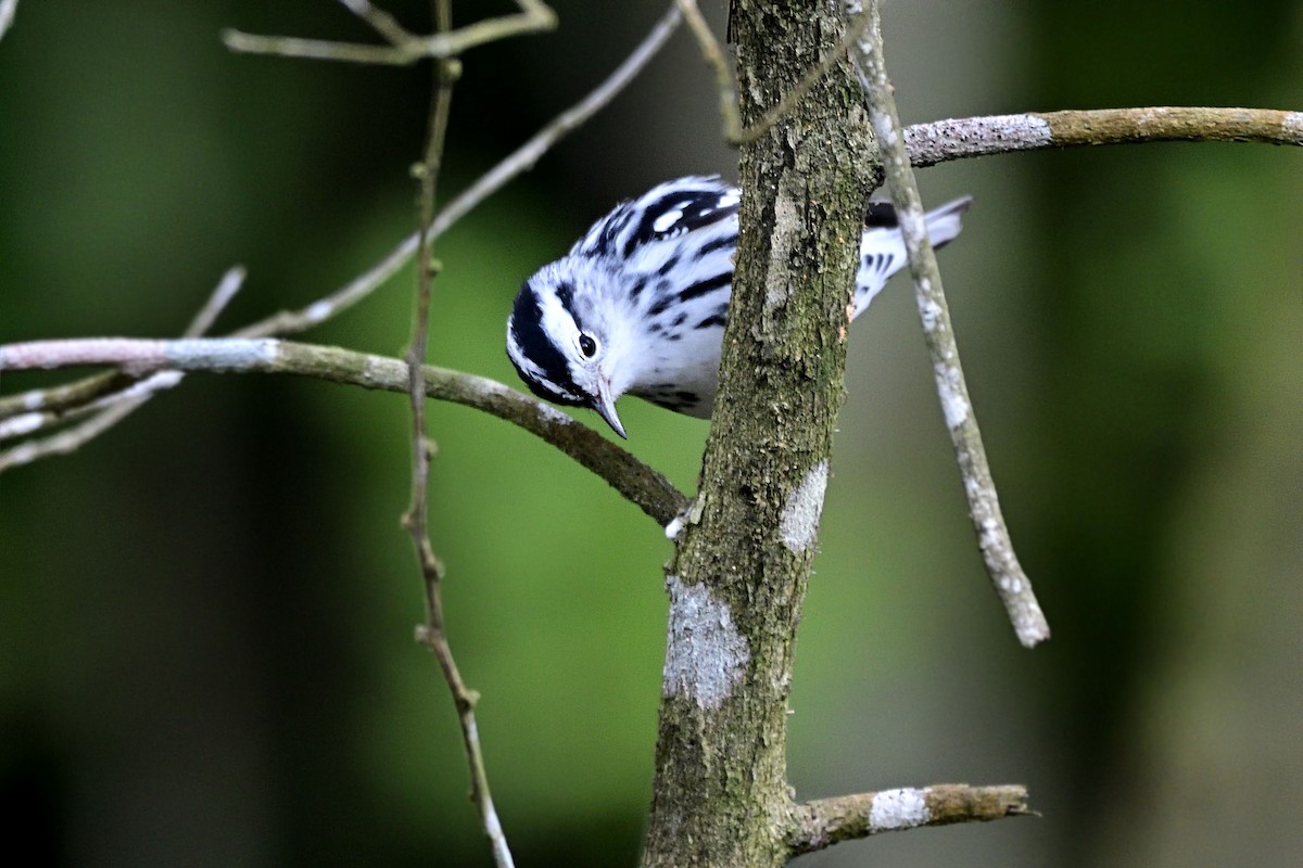 Black-and-white Warbler - Luis Guillermo