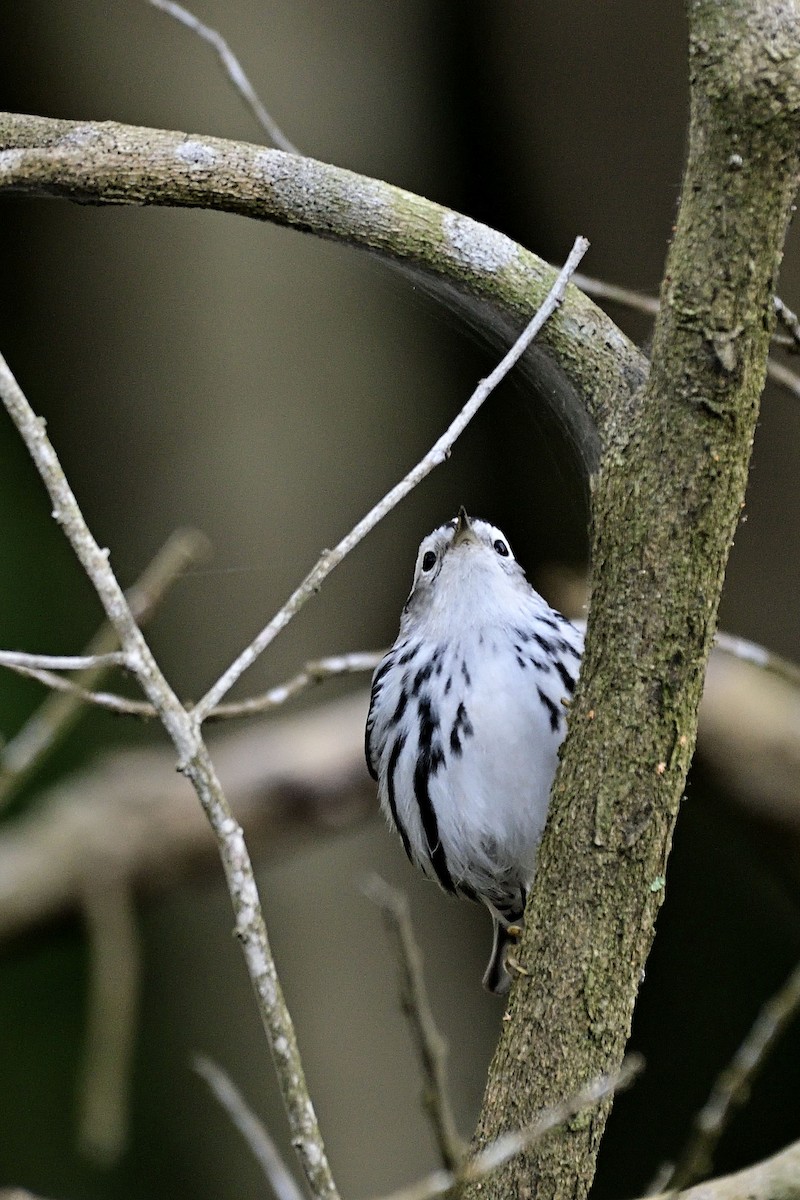 Black-and-white Warbler - ML151955971